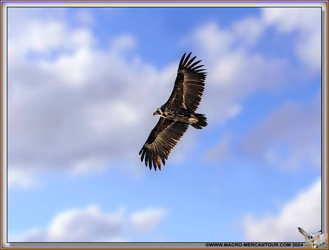 Vautour Moine